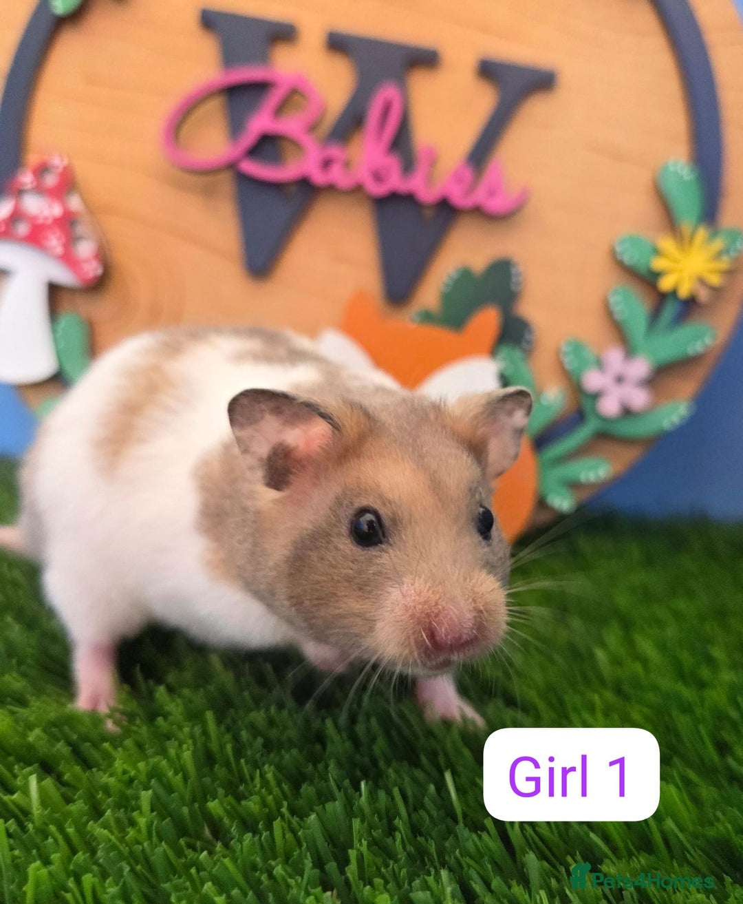Hamster rodents for sale: Syrian Hamster Babies Males Females Pedigree  - Advert 3