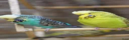 Budgerigars birds for sale:  Budgies  - Advert 19
