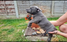 American Bully dogs for sale: David  - Image 6