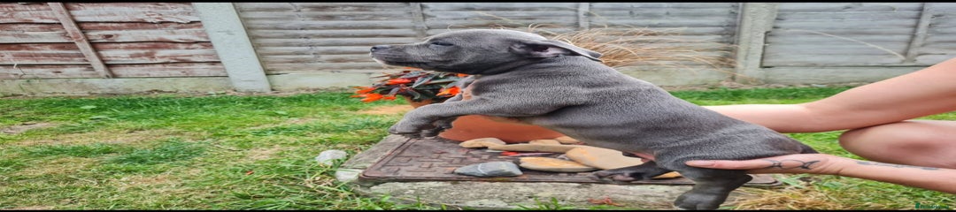 American Bully Puppy 3