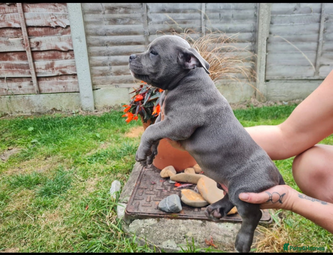 American Bully dogs for sale: David  - Image 6