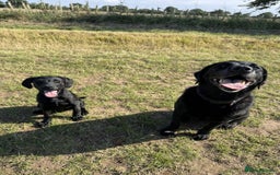 Labrador Retriever dogs for sale: 5 month old black labrador puppy - Image 7