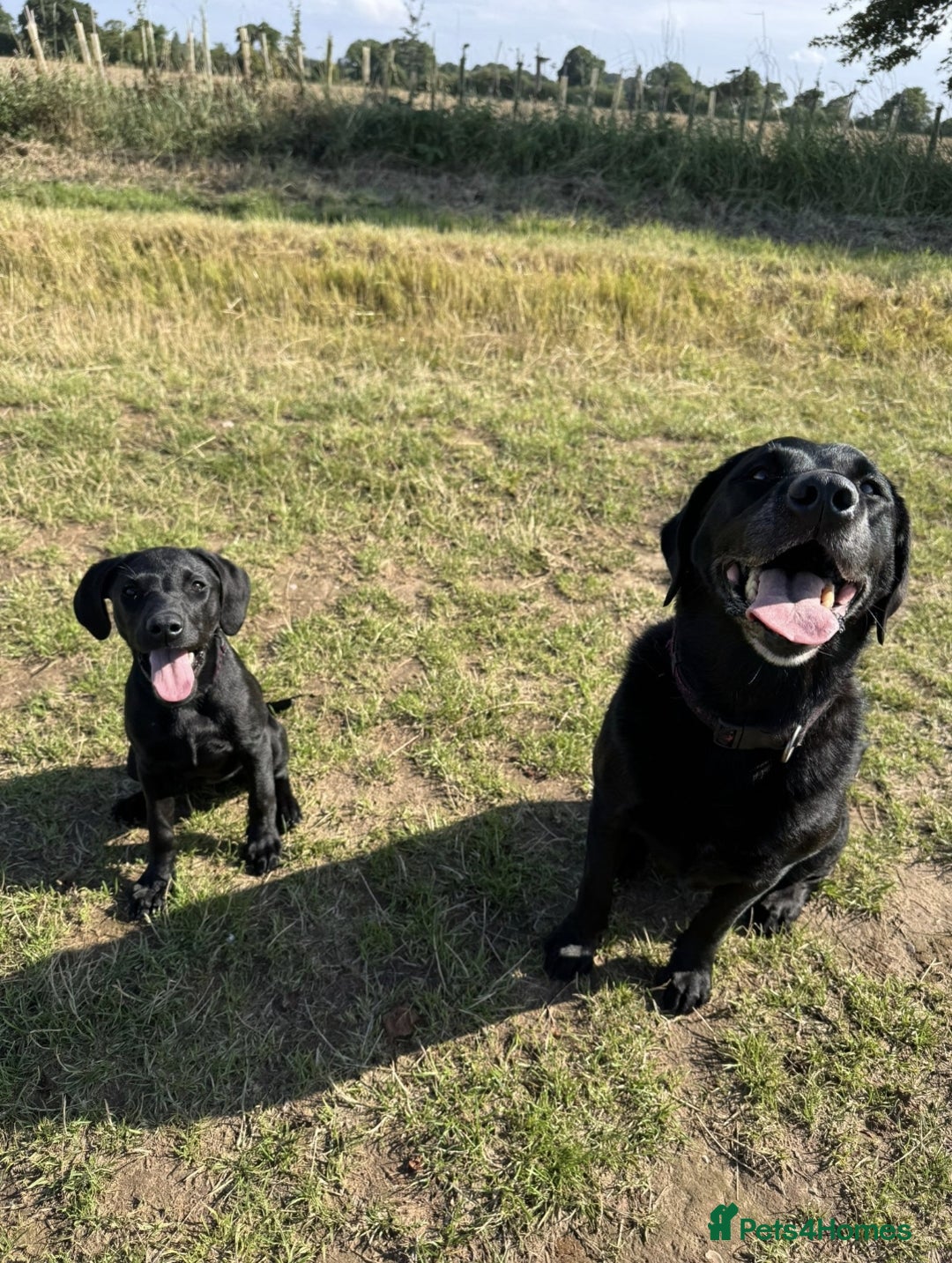 Labrador Retriever dogs for sale: 5 month old black labrador puppy - Image 7