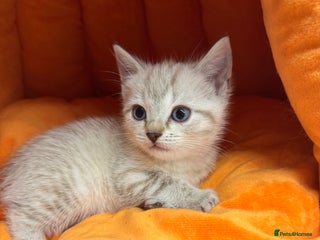 Ragdoll cats BLUE EYED kitten Snow Lynx White Girl Cat - Advert 6