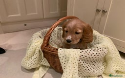 Cocker Spaniel dogs for sale: Cocker spaniel puppies  - Advert 4