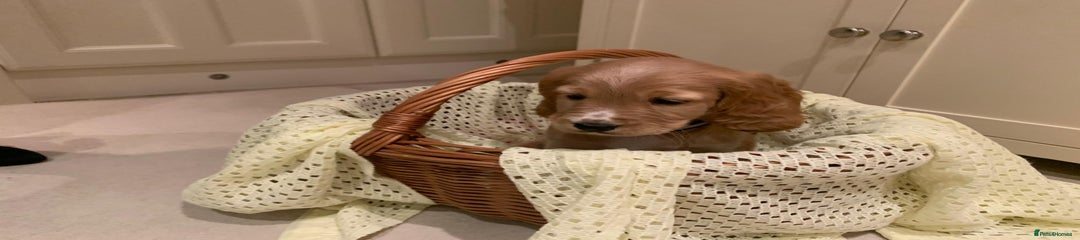 Cocker Spaniel Puppy 3