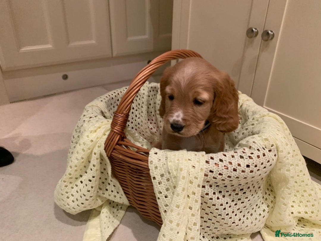 Cocker Spaniel dogs for sale: Cocker spaniel puppies  - Advert 4