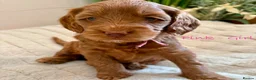 Cockapoo dogs for sale: Beautiful F2 Cockapoo Puppies  - Advert 7