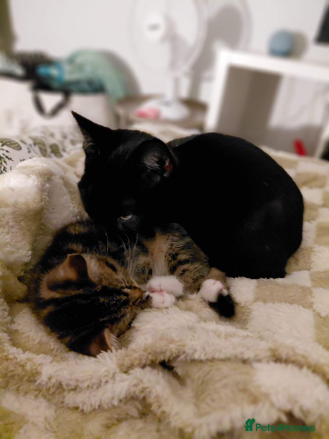 Domestic Shorthair cats for sale: Rehoming 3 loving cats - not looking for £50  - Advert 2