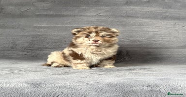 Chow Chow dogs - Advert 13