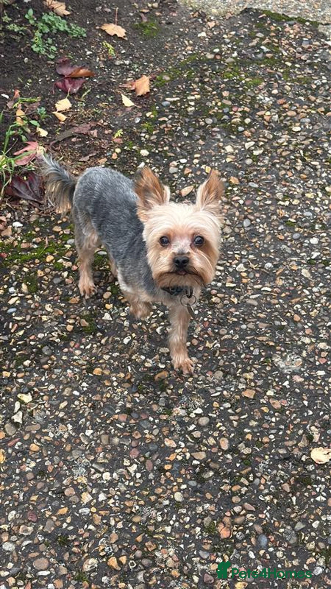 Yorkshire Terrier dogs for stud: Stud Available - Advert 2