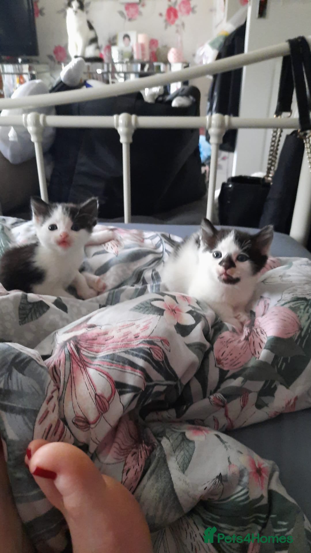 Mixed Breed cats for sale: Two Kittens for sale - Image 7