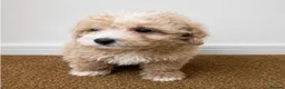 Cavachon dogs for sale: Gorgeous cavachon puppies  - Advert 5