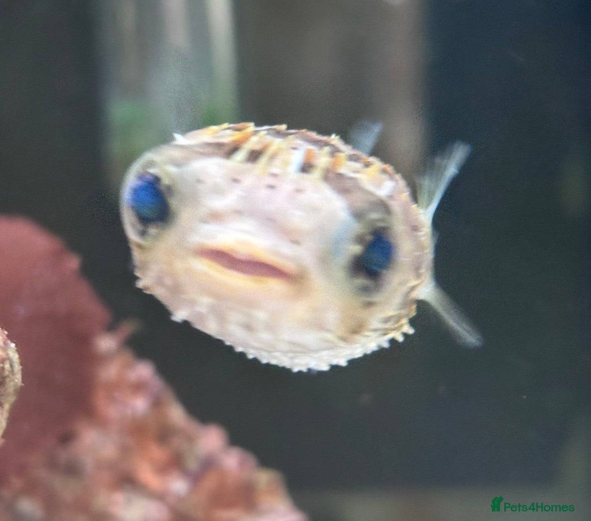 Pufferfish fish Porcupine puffer fish - Advert 1