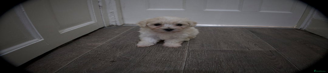 Maltese Puppy 6