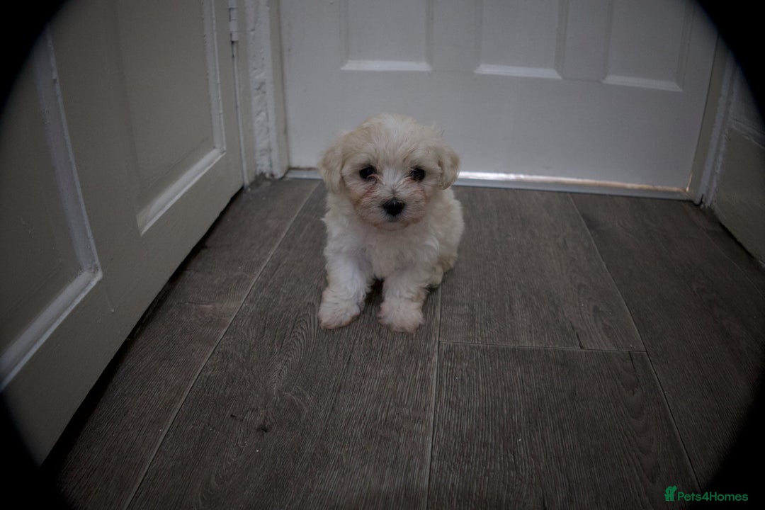 Maltese dogs for sale: Adorable maltese 3boys and 3 girls - Image 12