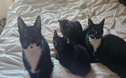 British Shorthair cats for sale: Kittens ready for their forever homes 💕 - Image 1