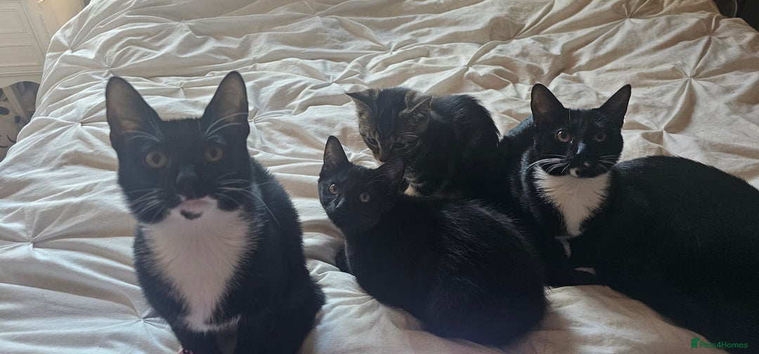 British Shorthair cats for sale: Kittens ready for their forever homes 💕 - Image 1