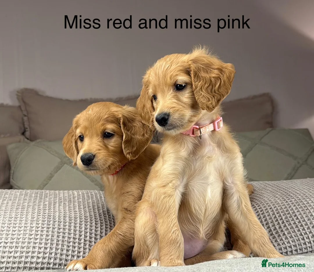 Goldendoodle dogs for sale: Healthy Gorgeous sweet natured puppies  - Advert 25