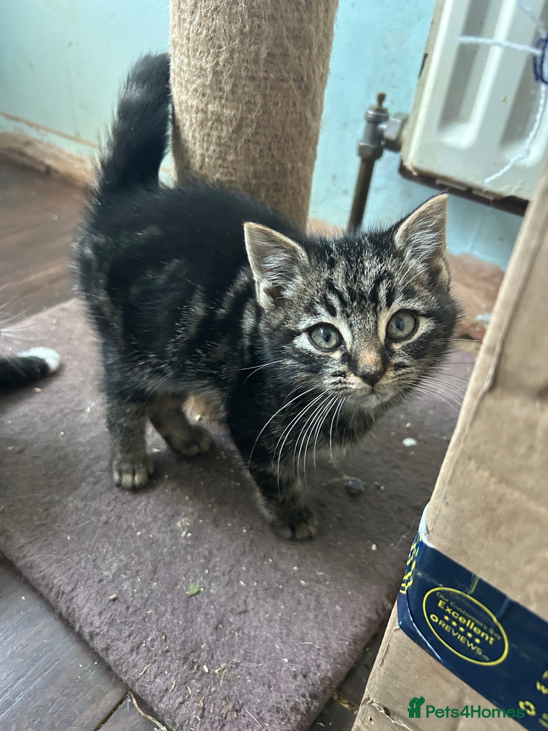 Mixed Breed cats for sale: Three beautiful kittens - Advert 10