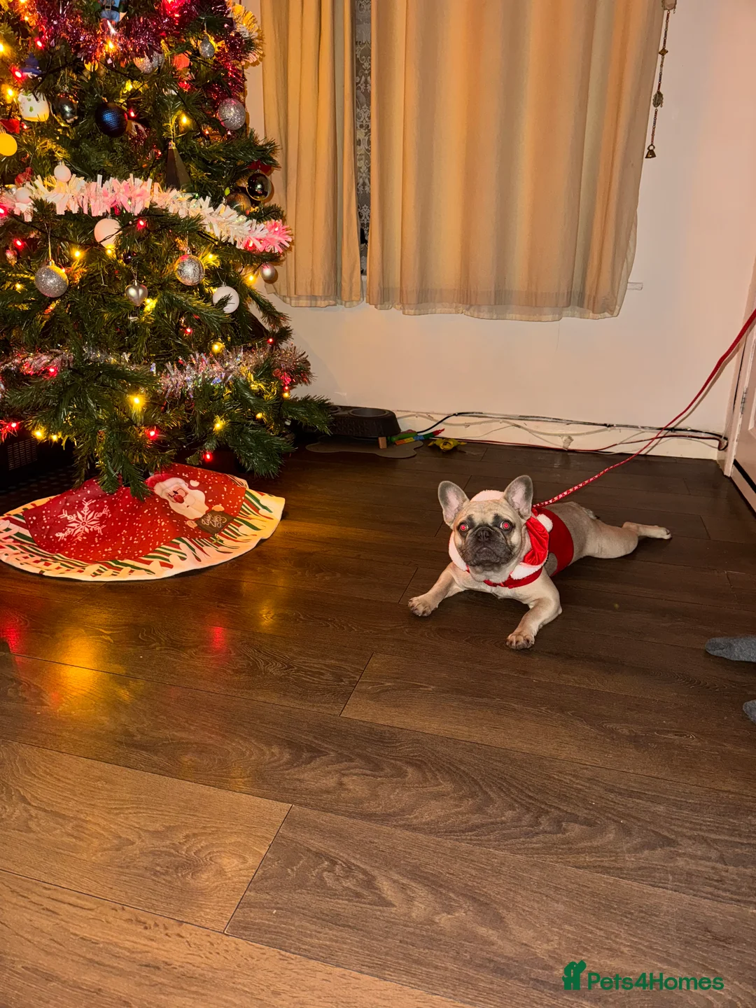 French Bulldog dogs for sale: Masha in Ipswich - Advert 2
