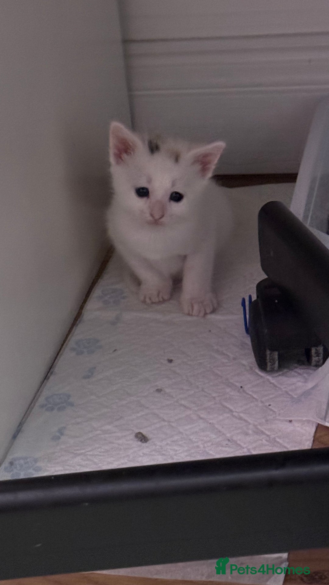 Mixed Breed cats for sale: Kittens looking for forever home - Image 8