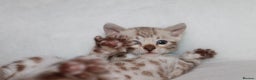 Bengal cats for sale: Pedigree TICA Bengal Kittens - Ready 07/01/26 - Advert 30