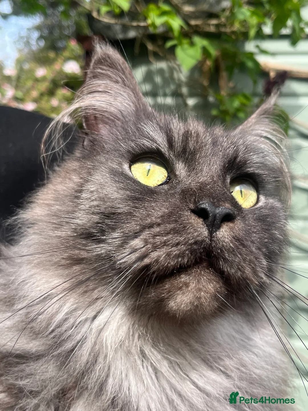Maine Coon cats for sale: Maine Coon pair male & female 3 & 5 years old - Advert 6