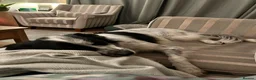 English Setter dogs for adoption: Pria - Setter x collie - Advert 2