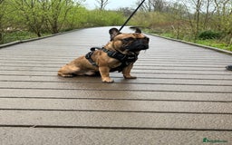 French Bulldog dogs for sale: French bulldog - Image 1