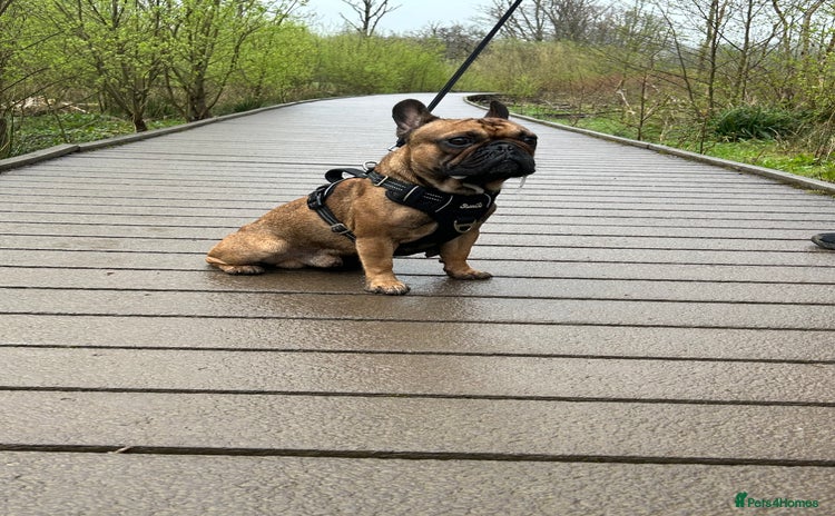 French Bulldog dogs - Advert 3