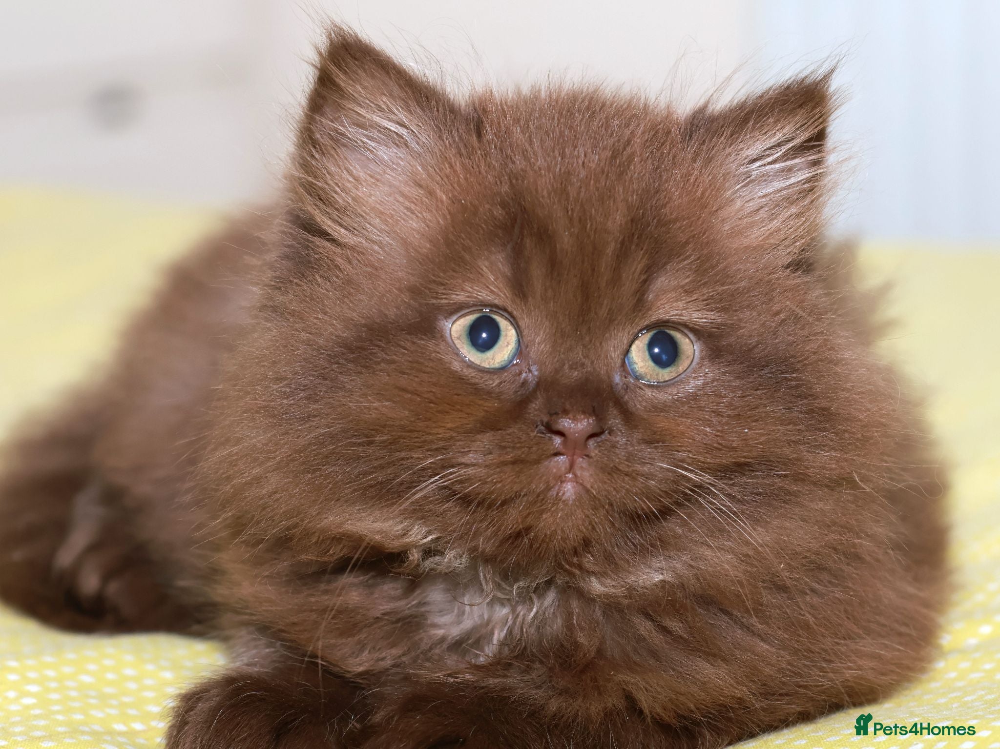 British Longhair cats Stunning Males TICA Reg - Advert 2