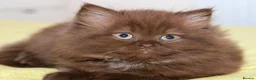 British Longhair cats for sale: Stunning Males TICA Reg - Advert 7
