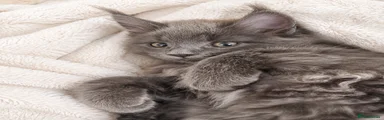 Maine Coon 2