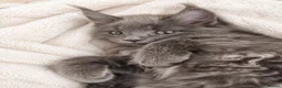Maine Coon cats for sale: Pure bred mainecoon kittens - Advert 2