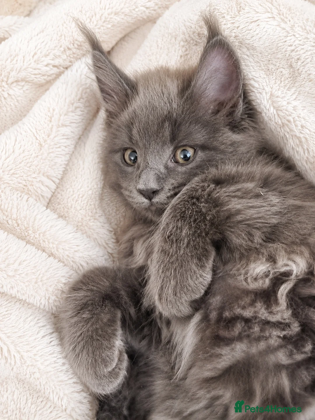 Maine Coon cats for sale: Pure bred mainecoon kittens - Advert 2