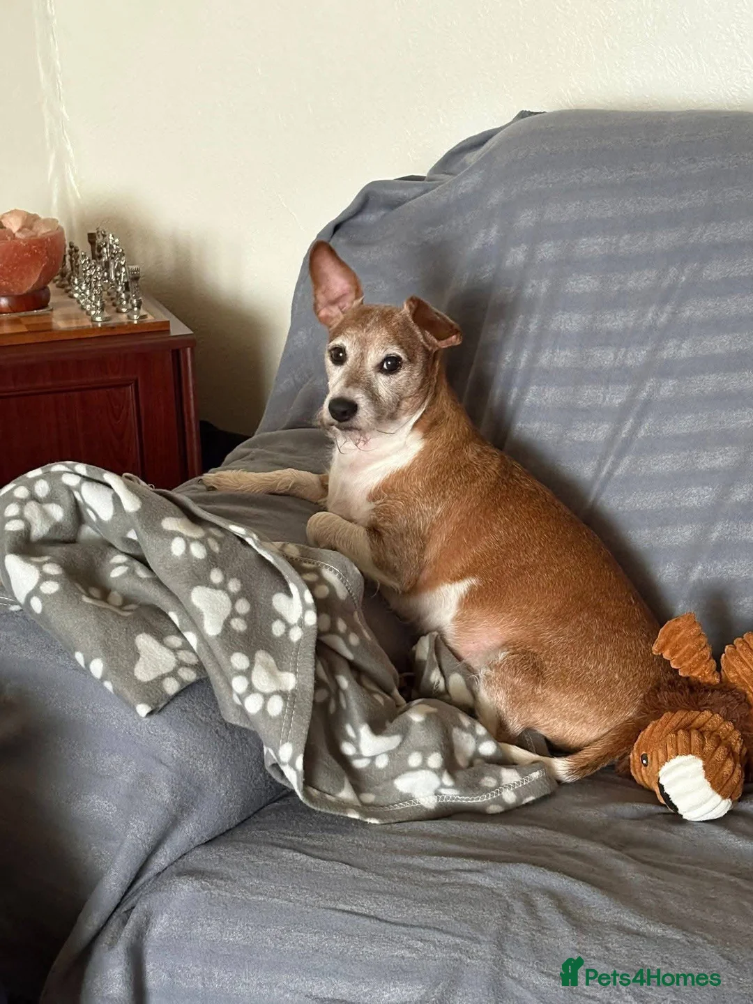 Mixed Breed dogs for adoption: 💙DODGER – A BIG HEART IN A LITTLE 8 YEARS OLD BOY in Bromyard - Advert 1
