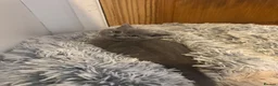 British Shorthair cats for sale: 3 British Shorthair Kittens For Sale - Advert 14