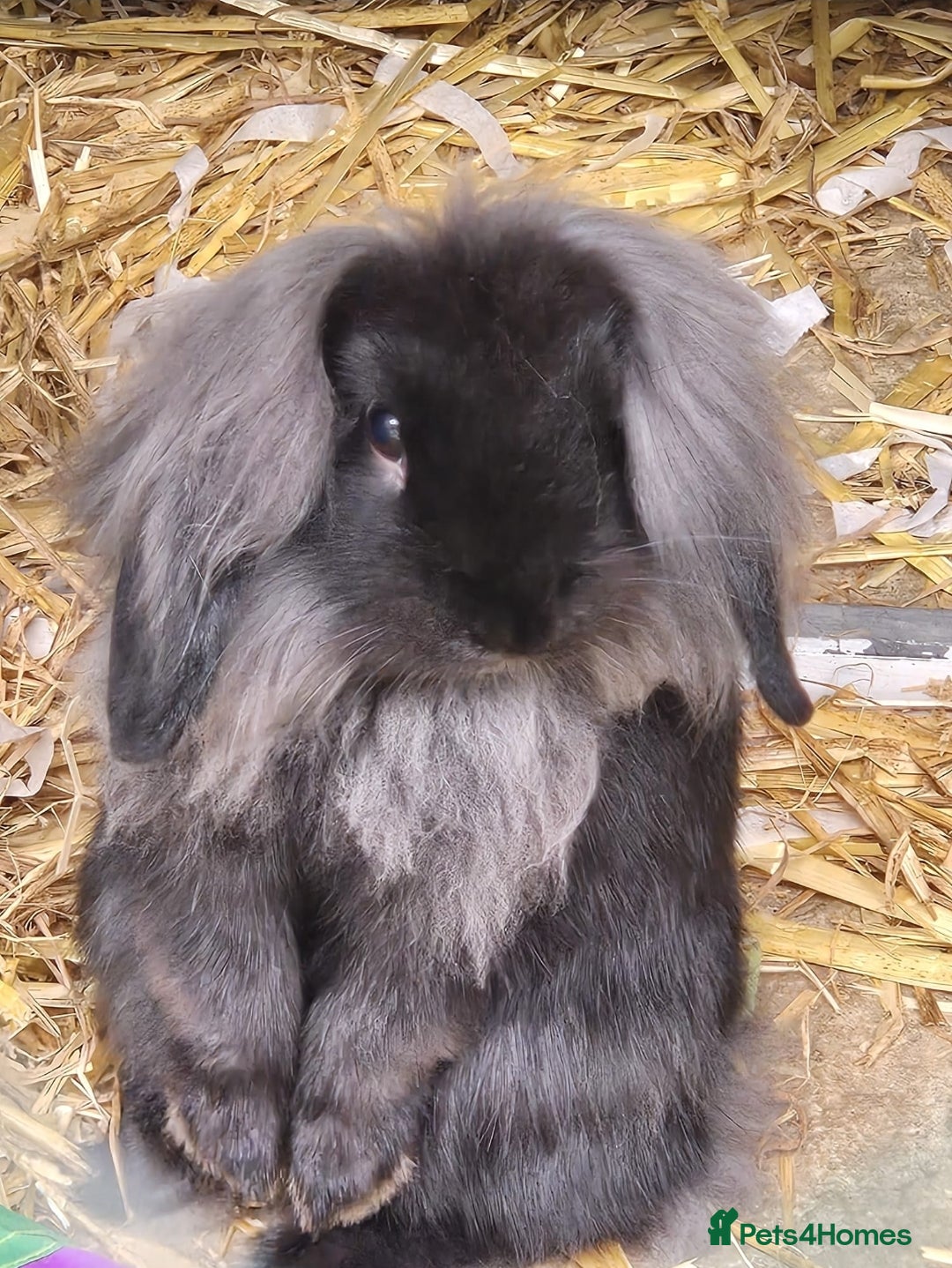 Mixed Breed rabbits Long haired rabbits for sale - Advert 6