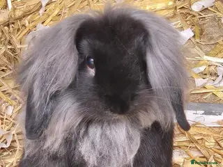 Mixed Breed rabbits Long haired rabbits for sale - Advert 6