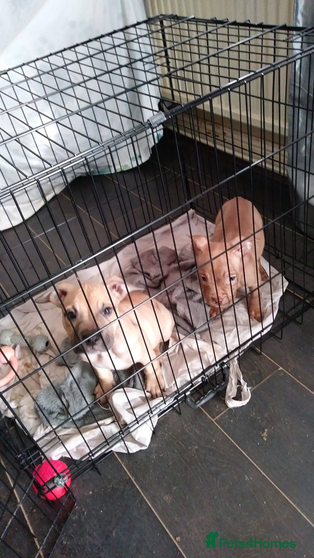 Mixed Breed dogs for sale: 4 beautiful pocket bully/mixed - Image 30