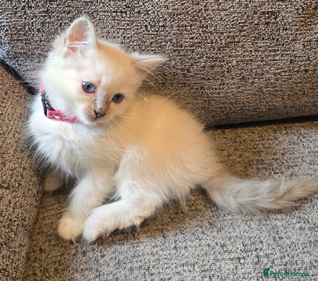 Ragdoll cats for sale: Ready Now. Stunning GCCF Pure Bred Ragdoll kittens - Image 40