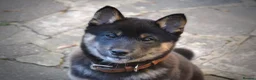 Japanese Shiba Inu dogs for stud: Happy and Healthy Shiba Male Stud available in Woodford Green - Advert 4