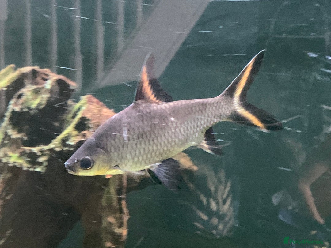 Sharks fish for sale: XL Silver Sharks for tropical aquarium - Image 1