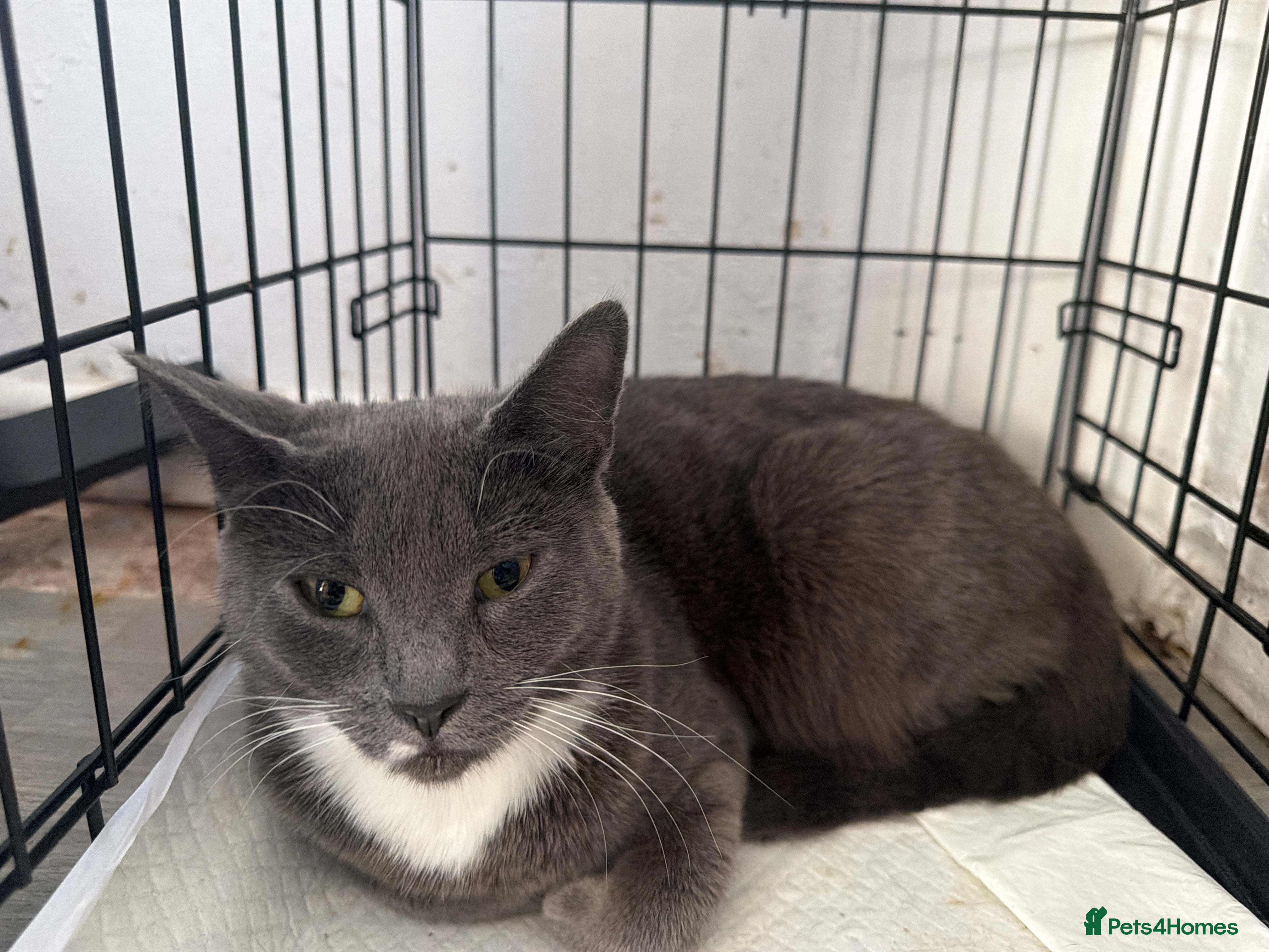 British Shorthair cats Kittens for sale Bradford  - Advert 1