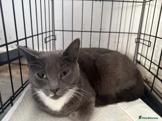 British Shorthair cats Kittens for sale Bradford - Advert 1