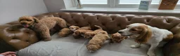 Cockapoo dogs for sale: F1 Cockapoo Puppies For Sale - Advert 16