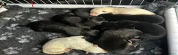 German Shepherd dogs for sale: Stunning German Shepherds by Shawhead Shepherds - Advert 3