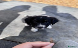 Border Collie dogs for sale: Beautiful working/Pet Collie pups - Image 8