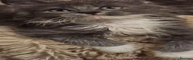 Maine Coon 1